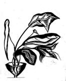 HUSBLOMMA