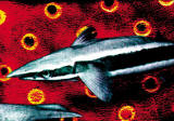 SUGFISK