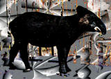 TAPIR I KKET